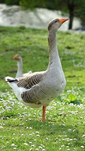 Fauna animal nature