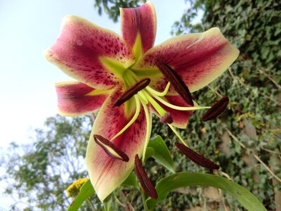Stamp botany flower