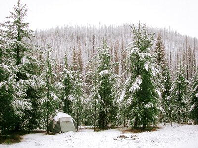 Trees snow blanket