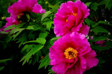 Peony country color Free photos