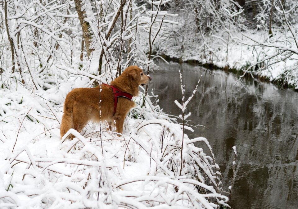 Winter cold nature