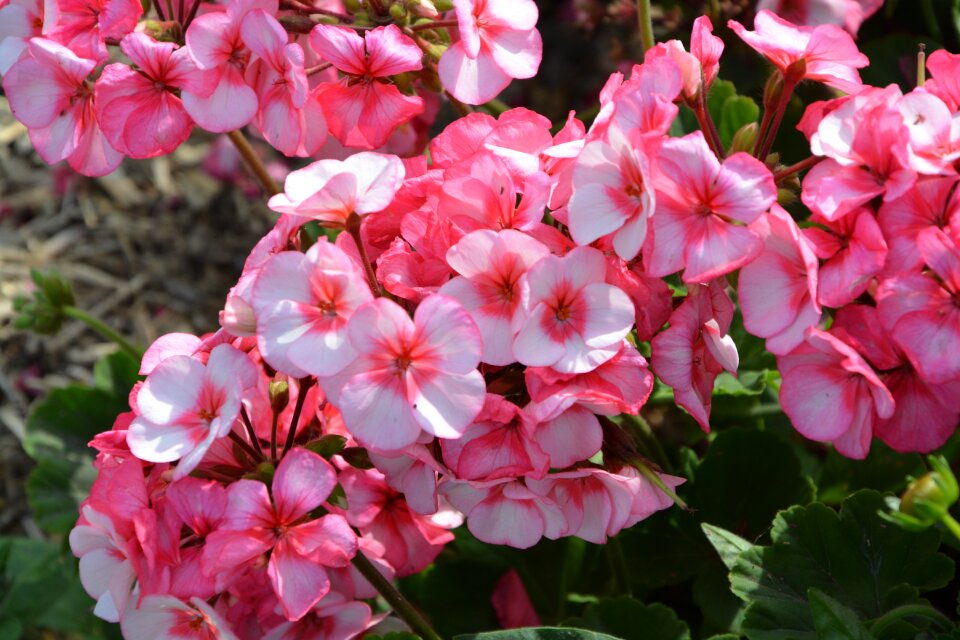 Pink flower nature summer flowers