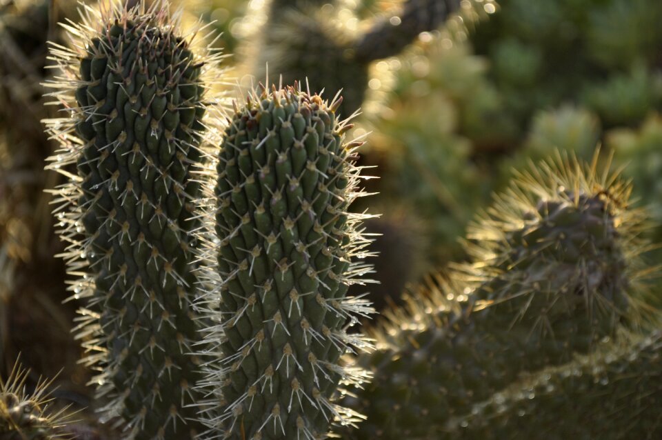 Thorny more acute nature