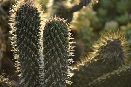 Thorny more acute nature