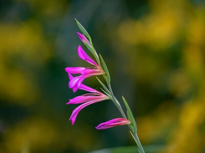 Nature flora flower
