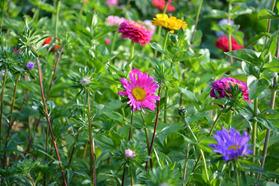 Nature flora field