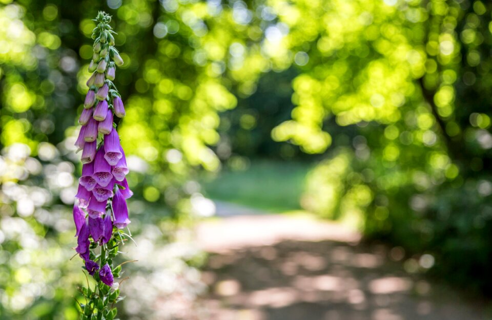 Bloom nature plants