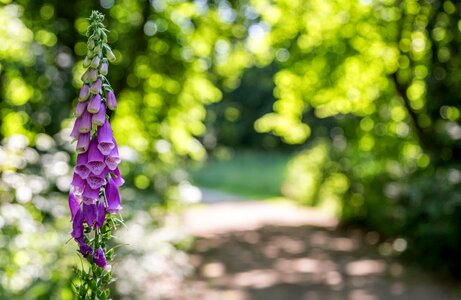 Bloom nature plants