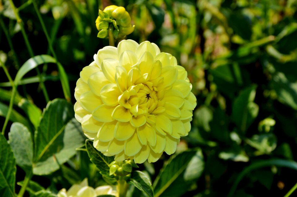 Dahlia garden garden plant blossom