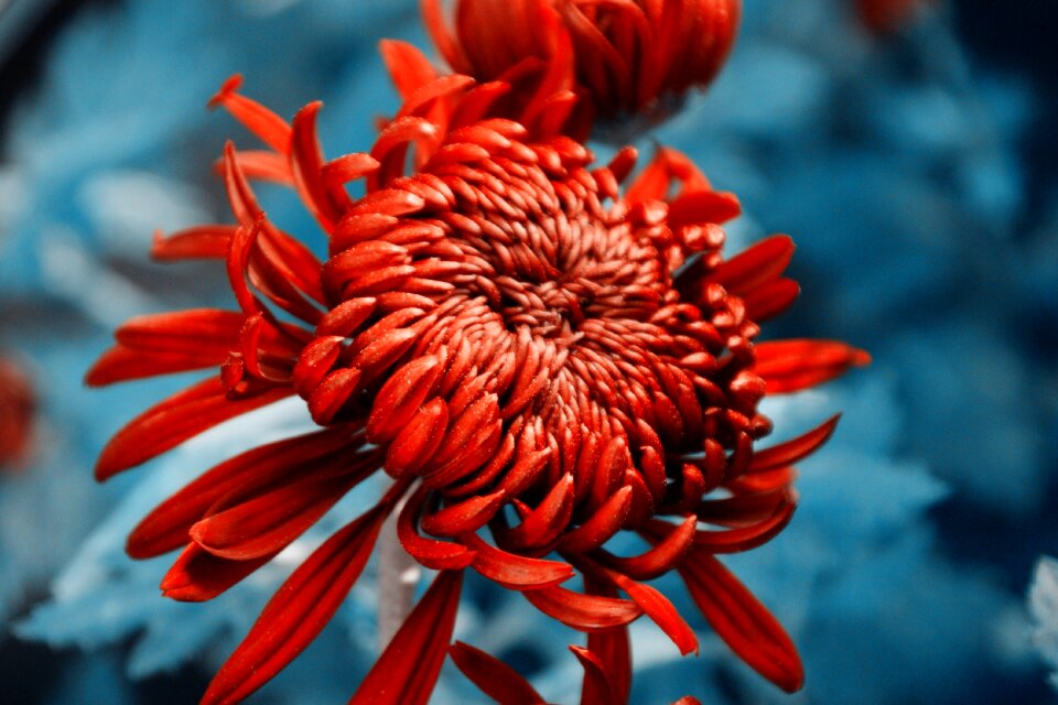 Chrysanthemum autumn chrysanthemum daisy 2