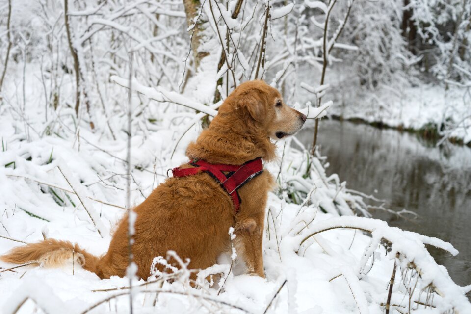 Winter cold nature