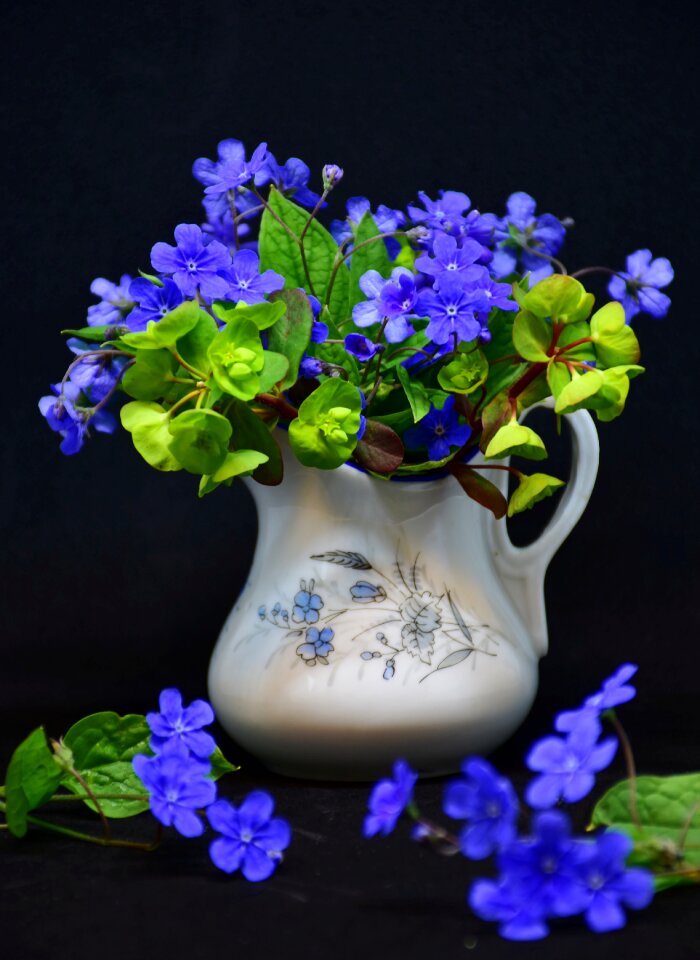 Leaf forget me not spring