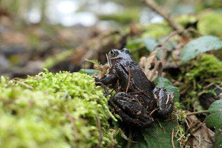 Wood small frog photo