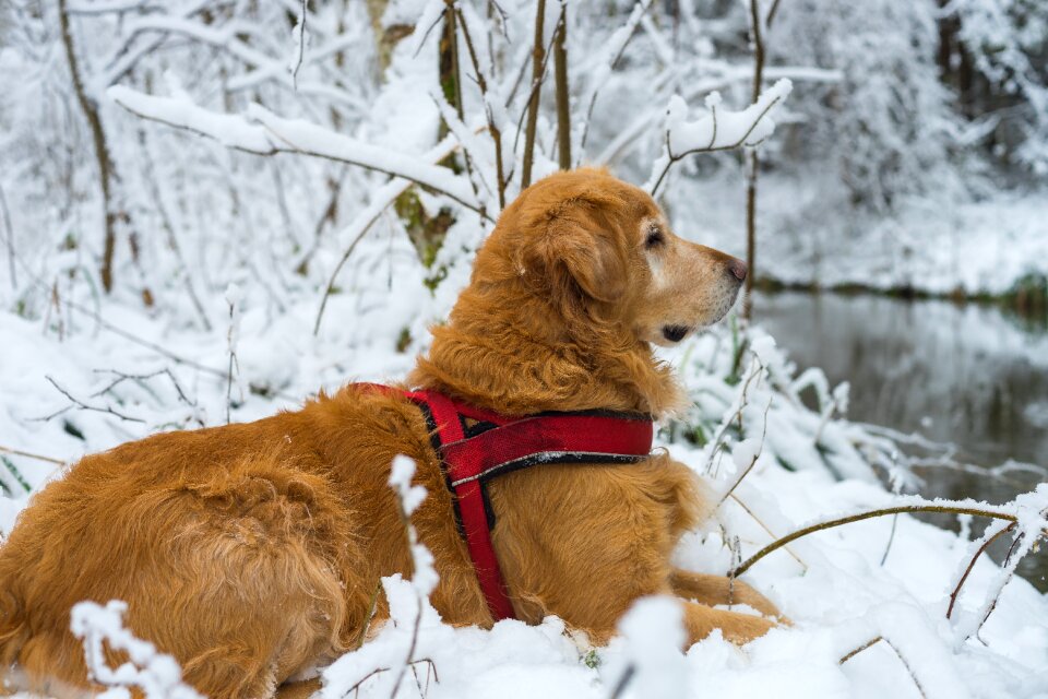 Winter cold nature