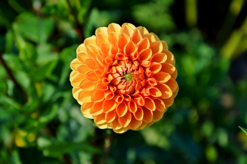Dahlia garden garden plant blossom