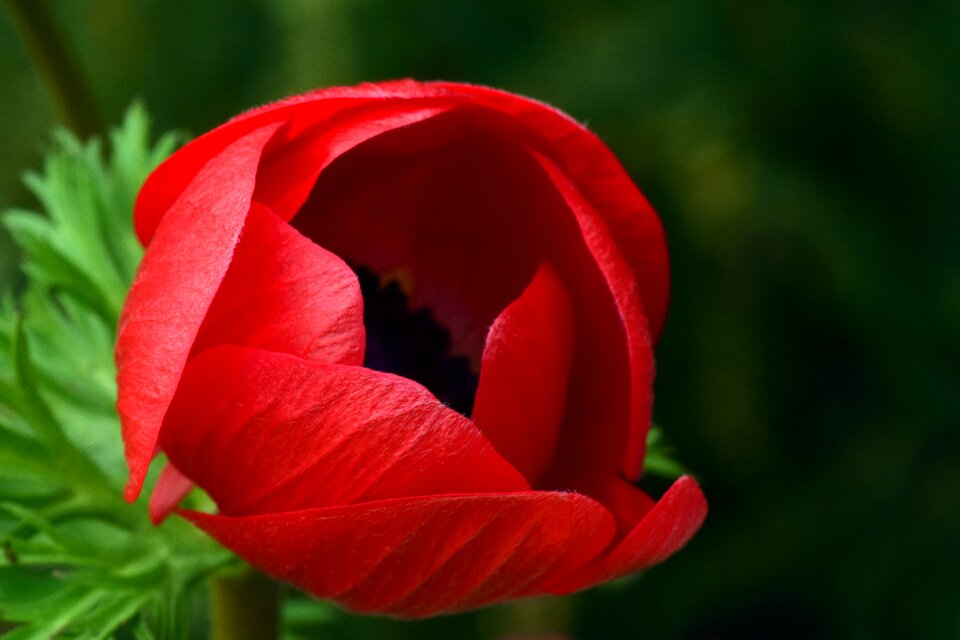 Poppy poppy flower bright