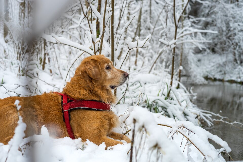 Winter cold nature