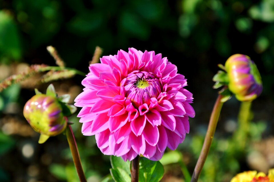 Dahlia garden garden plant blossom