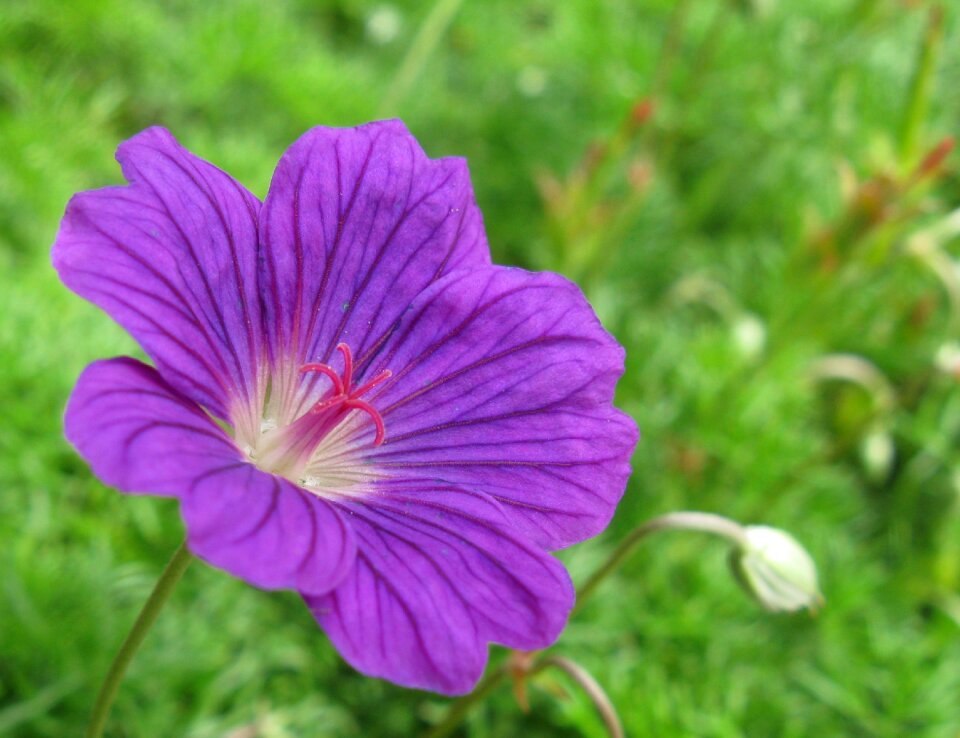 Nature beauty spring