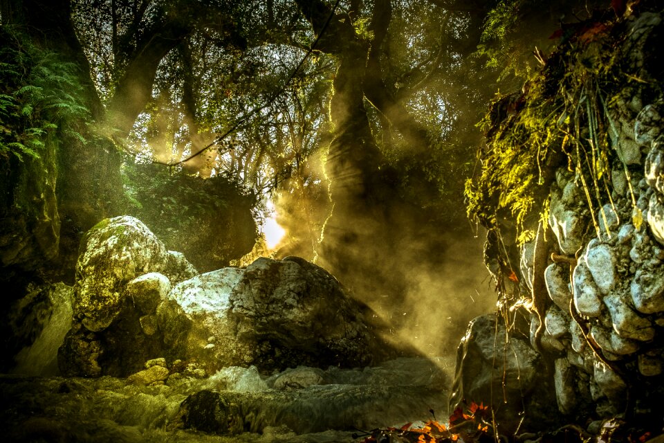 Forest trees stream