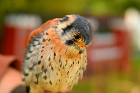 Animal wild small