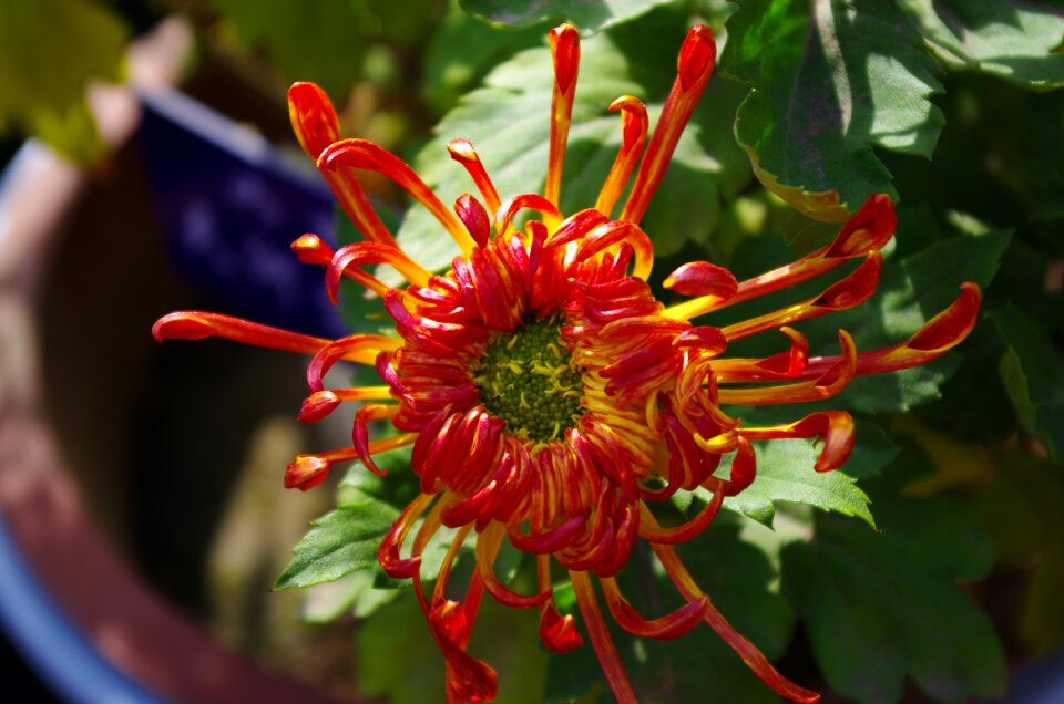 Chrysanthemum autumn chrysanthemum daisy 4