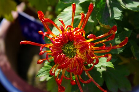 Chrysanthemum autumn chrysanthemum daisy 4