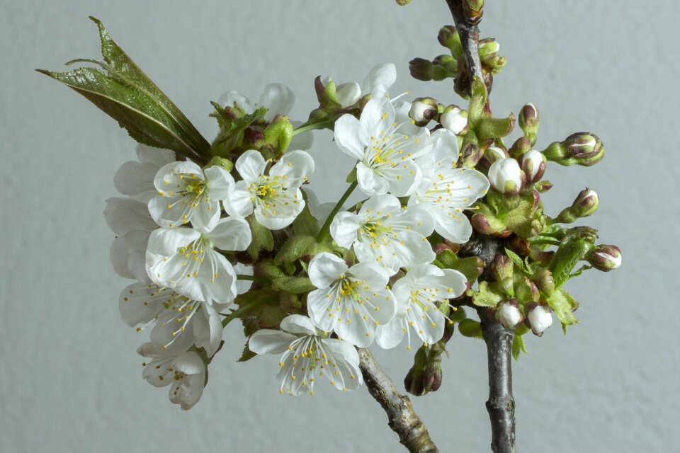 Bud blossom spring