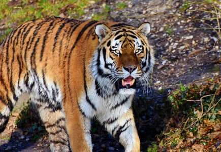 Wildcat tiger head tongue photo