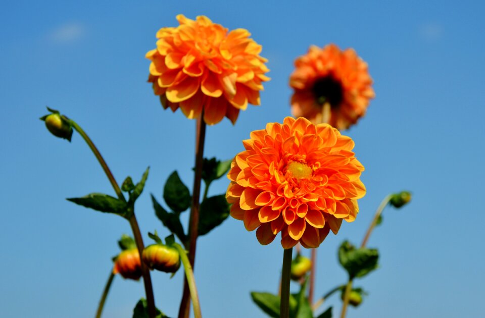 Dahlia garden garden plant blossom