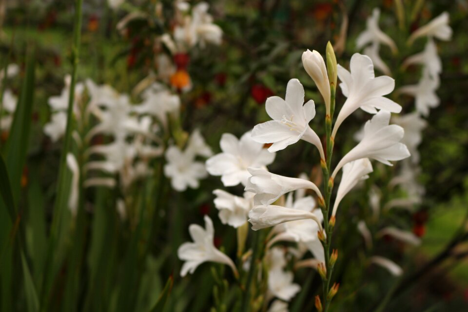 Nature beauty spring