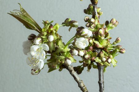 Bud blossom spring