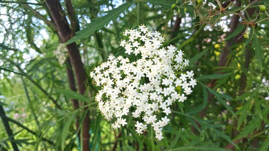 White flowers summer