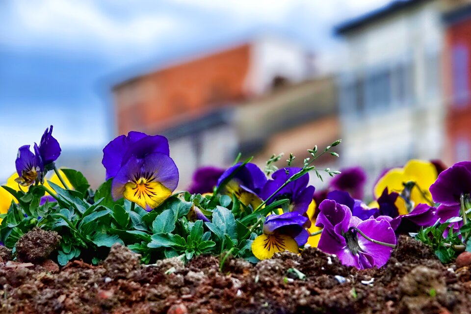 Pansy close up spring