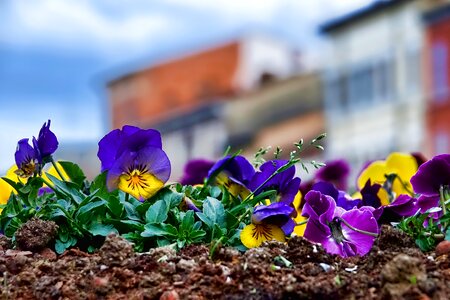 Pansy close up spring