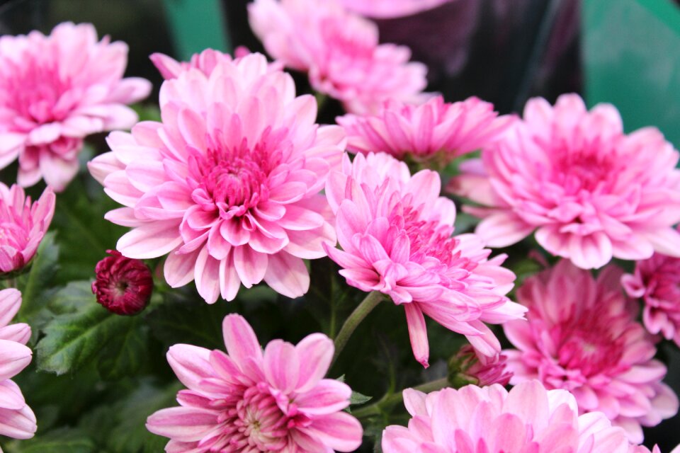 Garden petal blooming