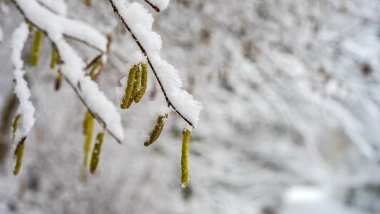 Nature cold tree photo