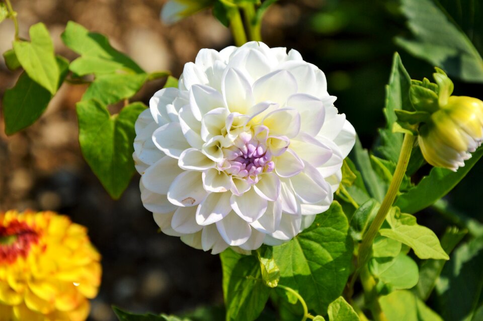 Dahlia garden garden plant blossom