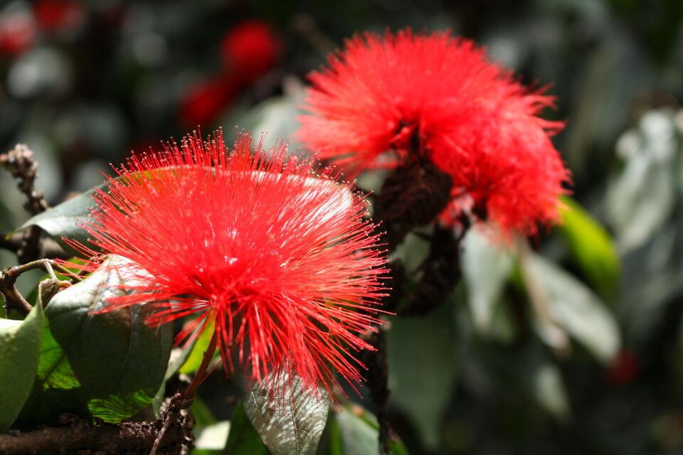 Nature beauty spring