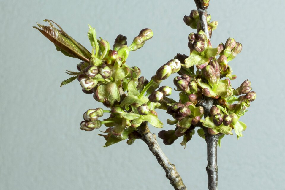 Bud blossom spring