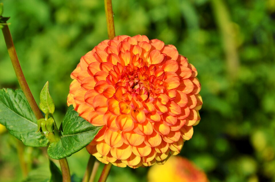Dahlia garden garden plant blossom