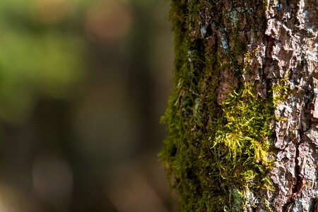 Wood moss background