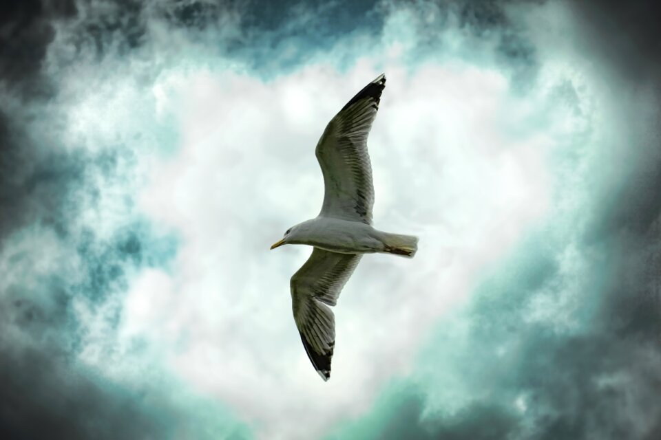 Seagull dramatic flying