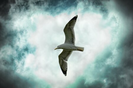 Seagull dramatic flying photo