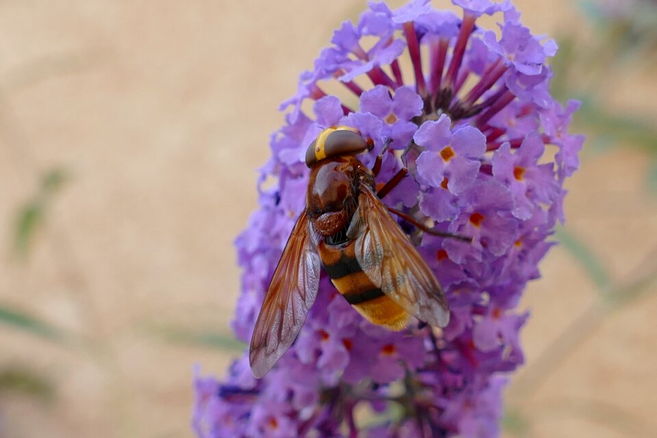 Honey flower flora