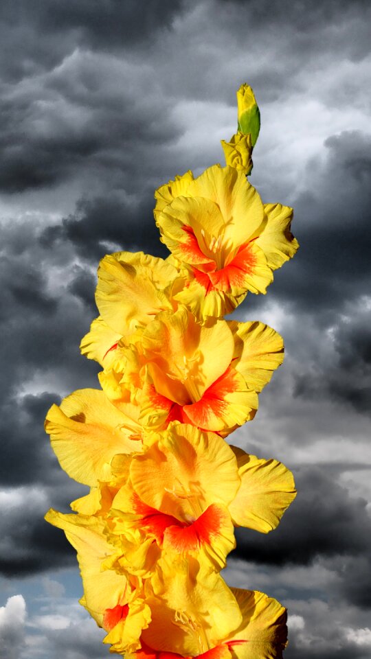 Sword flower blossom bloom