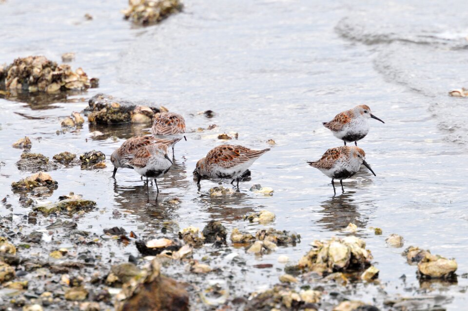 Wild animals beach the