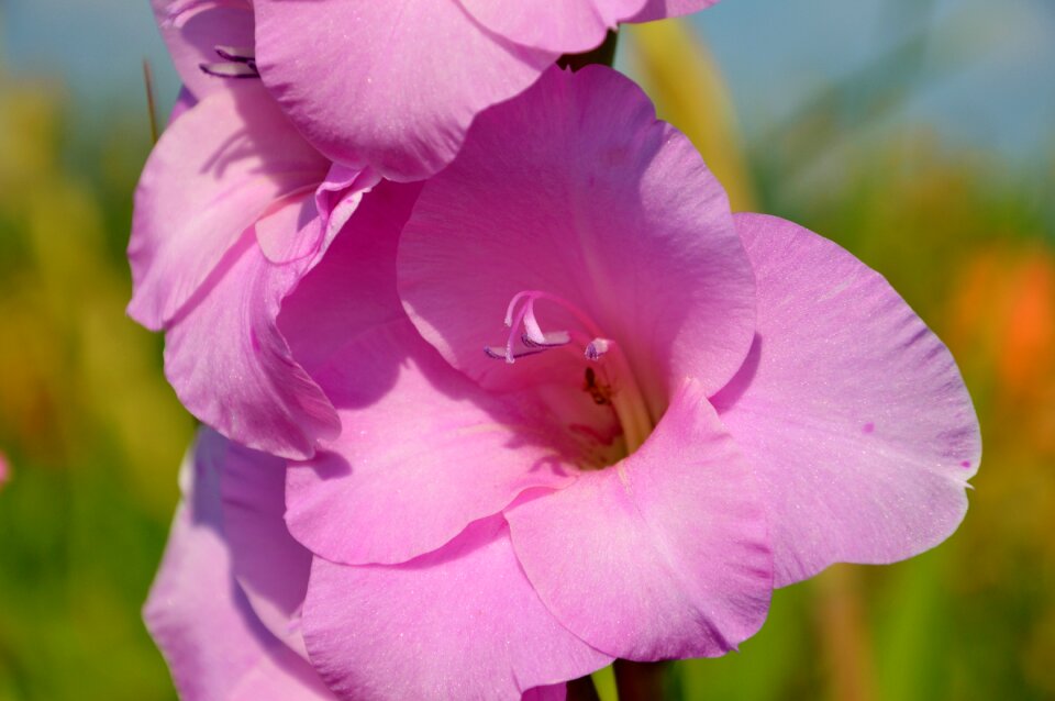 Sword flower blossom bloom