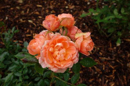 Garden flower rose blooms