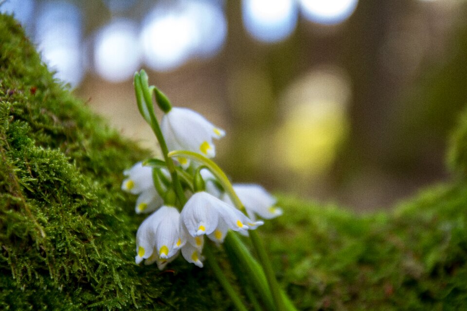 Plant tree harbinger of spring